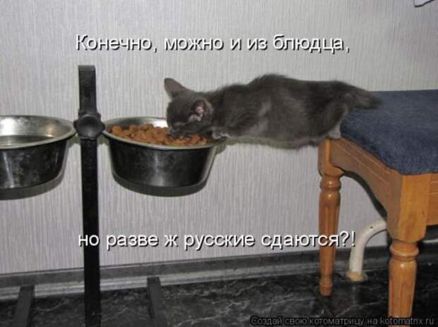 Котоматрицы(картинки с надписями)