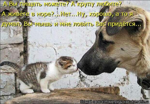 Лучшие котоматрицы недели (50 фото)