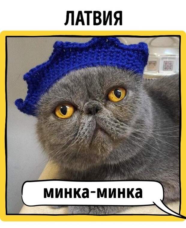 Как в разных странах подзывают кошек животные, коты, прикол