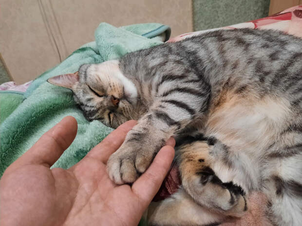 jugGYVpdXPE (700x525, 332Kb)