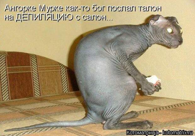 Лучшие котоматрицы недели (50 фото)