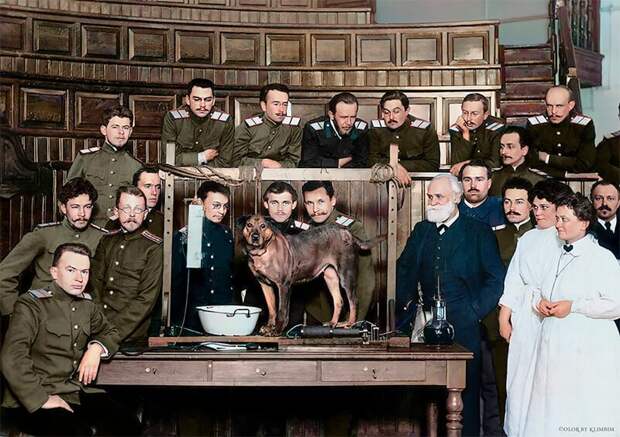 Собака Павлова