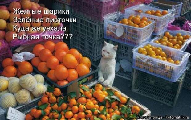 Свежая котоматрица на Бугаге (36 фото)