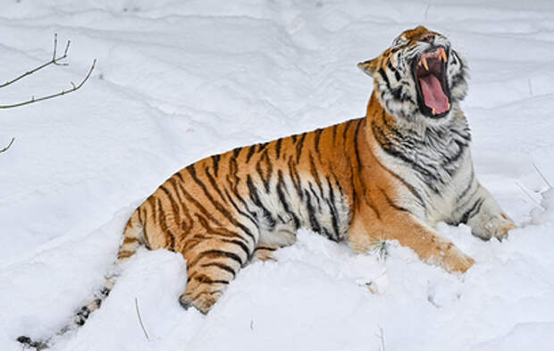 Жители Подмосковья сообщили о гуляющем по улицам тигре