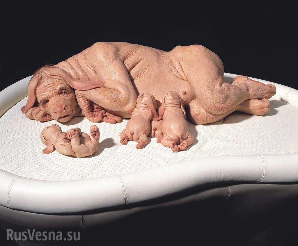 Ученые впервые вырастили эмбрион-химеру человека и свиньи (ФОТО) | Русская весна
