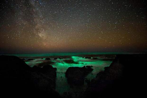 Удивительное рядом: светящийся планктон