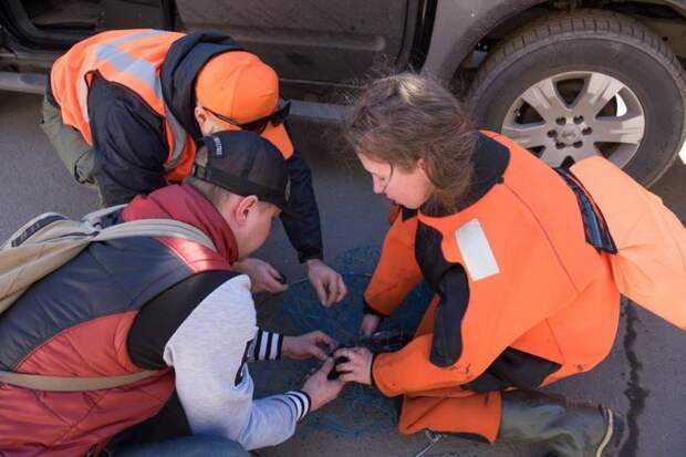Волонтеры-спасатели Петербурга спасли селезня со сломанным крылом