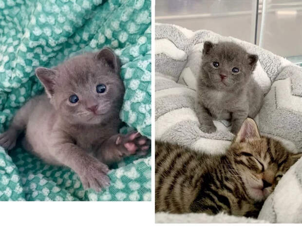Без кота и жизнь не та