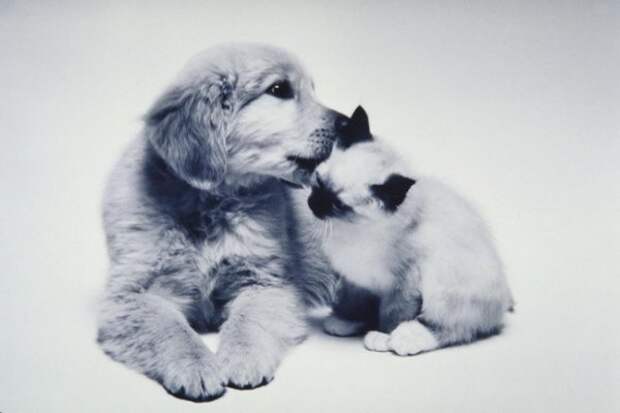 Забавные фотографии дружбы собак и кошек (17 фото)