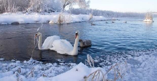 Забрав к себе на зимовку целую стаю лебедей, женщина, в буквальном смысле, спасла их