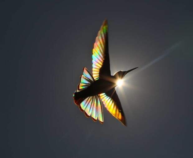 9 фантастических фото колибри с сияющими радужными крыльями 