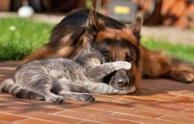 Забавные фотографии дружбы собак и кошек (17 фото)