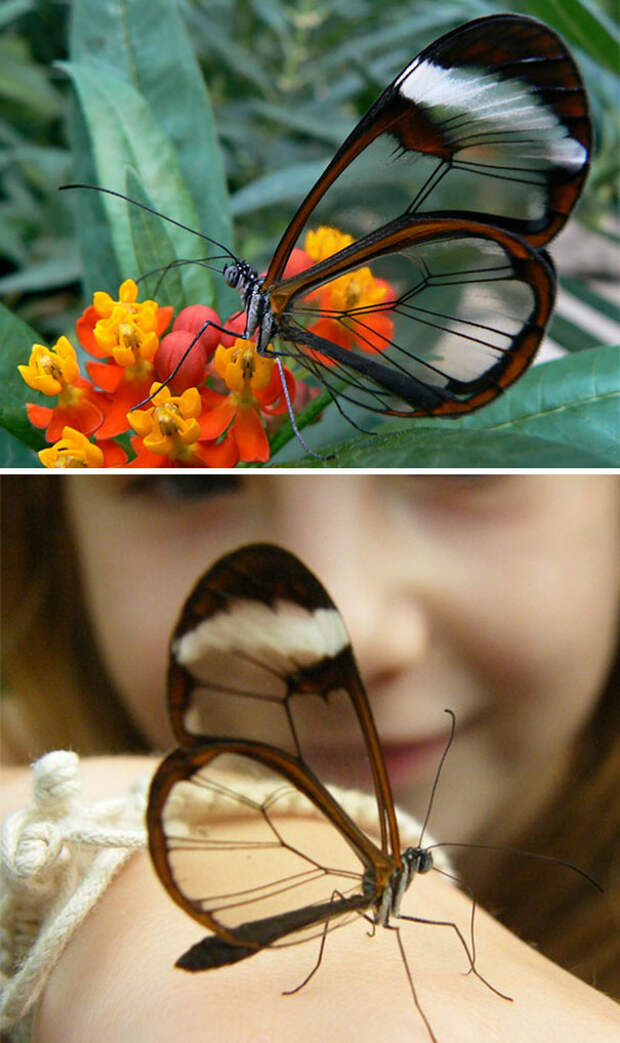 The Glasswinged Butterfly