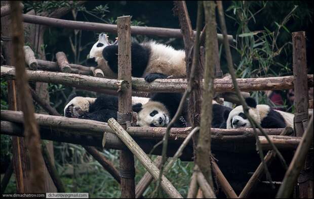 panda03 panda03 Про сытое царство лени