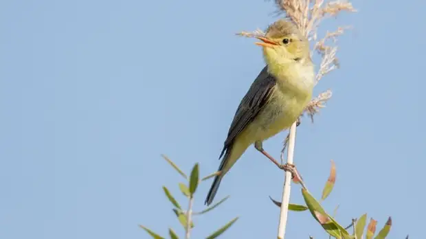 Пение соловья снимет нервное напряжение и повысит настроение