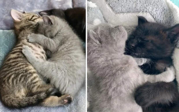 Без кота и жизнь не та