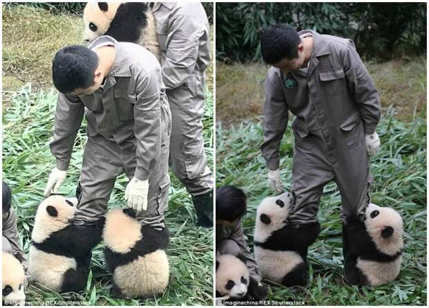 Эти 36 детенышей панды сломают ваш мимиметр! животные, зоопарк, мило, мимиметр, панда, панды, природа, фото