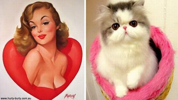 Котики, которые позируют точь-в-точь как модели в стиле пин-ап Котики, которые позируют точь-в-точь как модели в стиле пин-ап котики, пин-ап