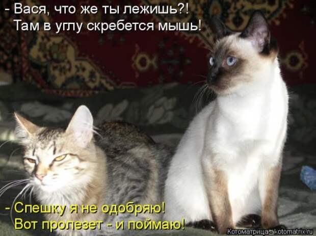 Котоматрица новая и прикольная (37 фото)