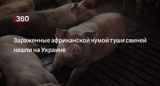 «Страна.ua»: у реки в Черновцах нашли туши свиней, зараженные африканской чумой