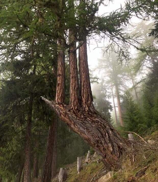 Сломанная сосна, которая превратила свои ветки в 3 новых дерева