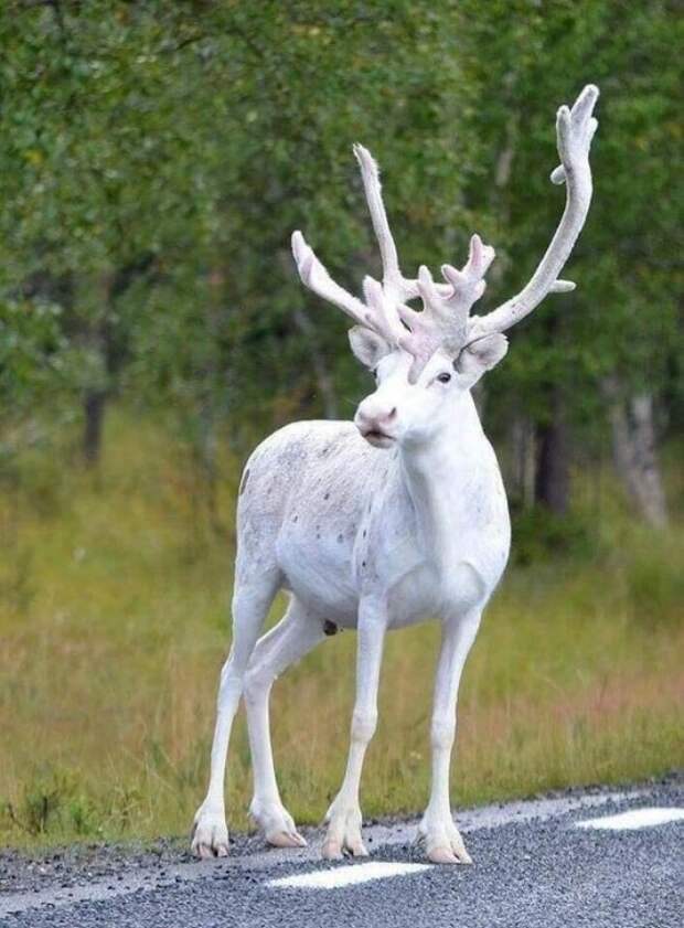 В Швеции обнаружили крайне редкого белого оленя взгляд изнутри, необычные вещи, новый ракурс, фото