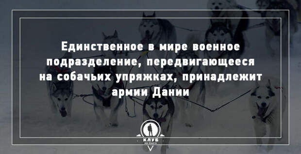10 УДИВИТЕЛЬНЫХ ФАКТОВ О СОБАКАХ