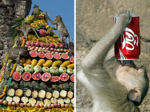 Monkey Buffet Festival: пир для обезьян (22 фото) Monkey Buffet Festival: пир для обезьян (22 фото)