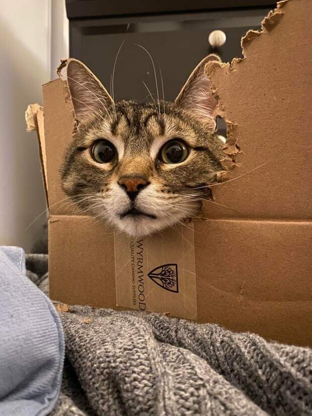 15 котиков, которые обожают коробки 15 котиков, которые обожают коробки