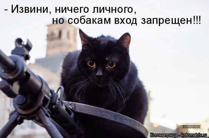 Лучшие котоматрицы недели (50 фото)