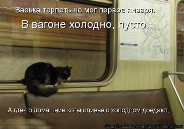 Лучшие котоматрицы недели (50 фото)