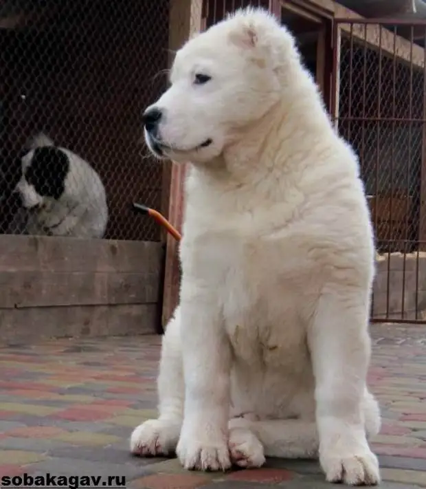 Среднеазиатская овчарка собака. Описание, особенности, уход и цена породы