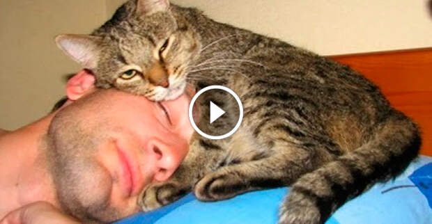 Коты будят хозяев