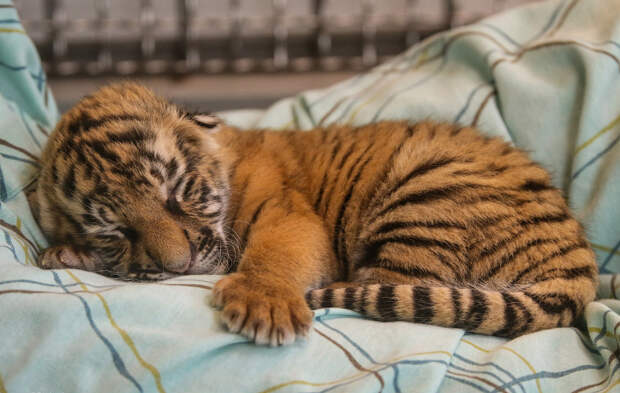 2-недельный тигренок в зоопарке Цинциннати, штат Огайо