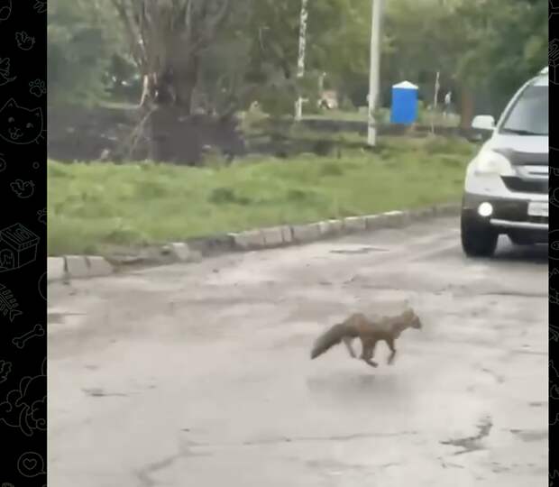 Бешеный лисенок в Новосибирске: на видео показали, как он не боится людей