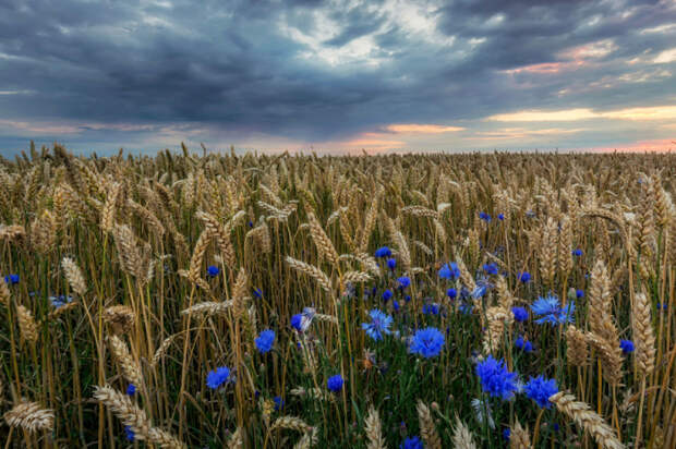 Пшеничное поле, усыпанное васильками. Автор фотографии: Мартин В. Дженсен (Martin W. Jensen).