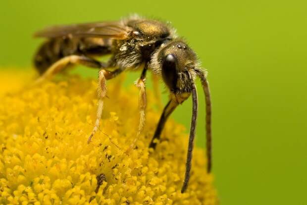 insects54 insects54 Портреты насекомых