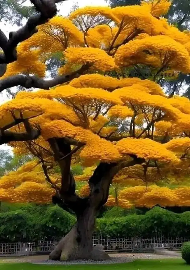 Nuel салон красоты. бьюти корнер. нуэль салон красоты ботанический. шеффилдский ботанический сад зимой. ботанический сад новосибирск академгородок.