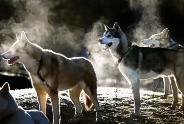 Plemeno husky (34 fotografií)