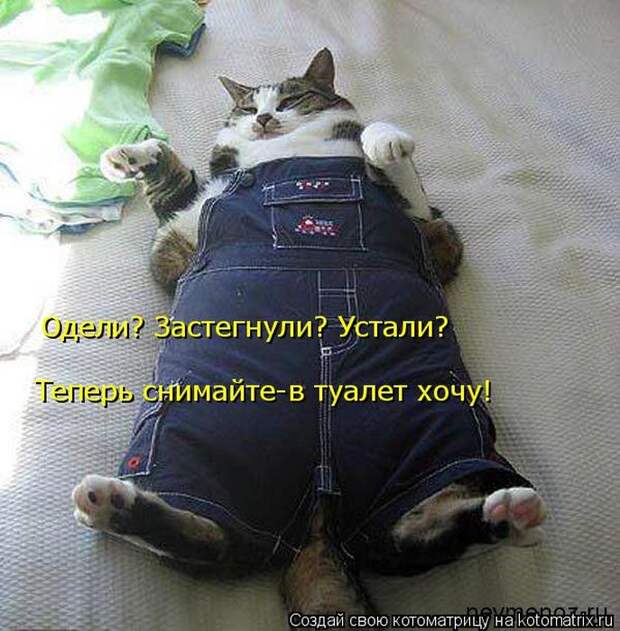 Лучшие котоматрицы недели (50 фото)