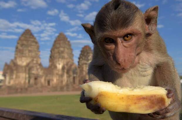 Monkey Buffet Festival: пир для обезьян (22 фото) Monkey Buffet Festival: пир для обезьян (22 фото)