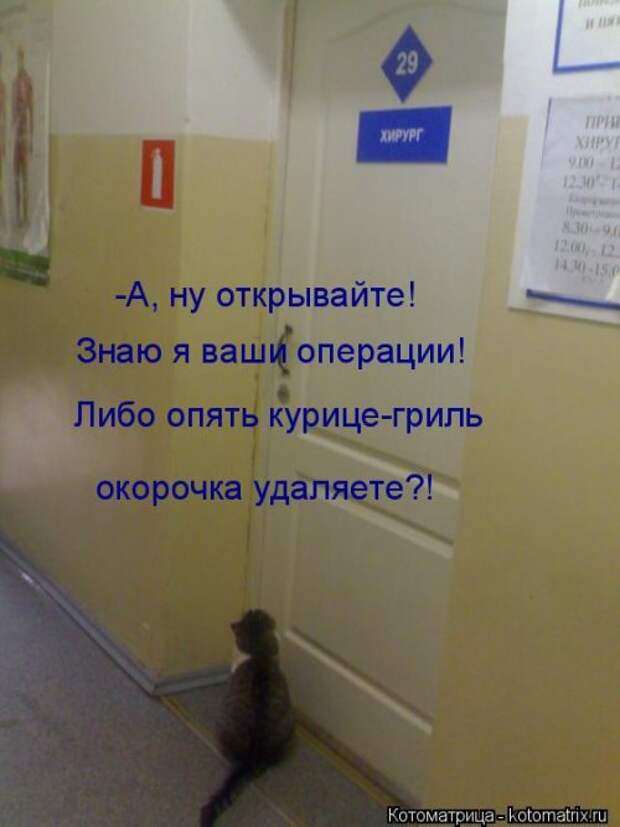 Свежая котоматрица на Бугаге (33 фото)