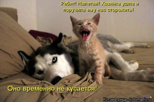 Новая котоматрица (44 шт)
