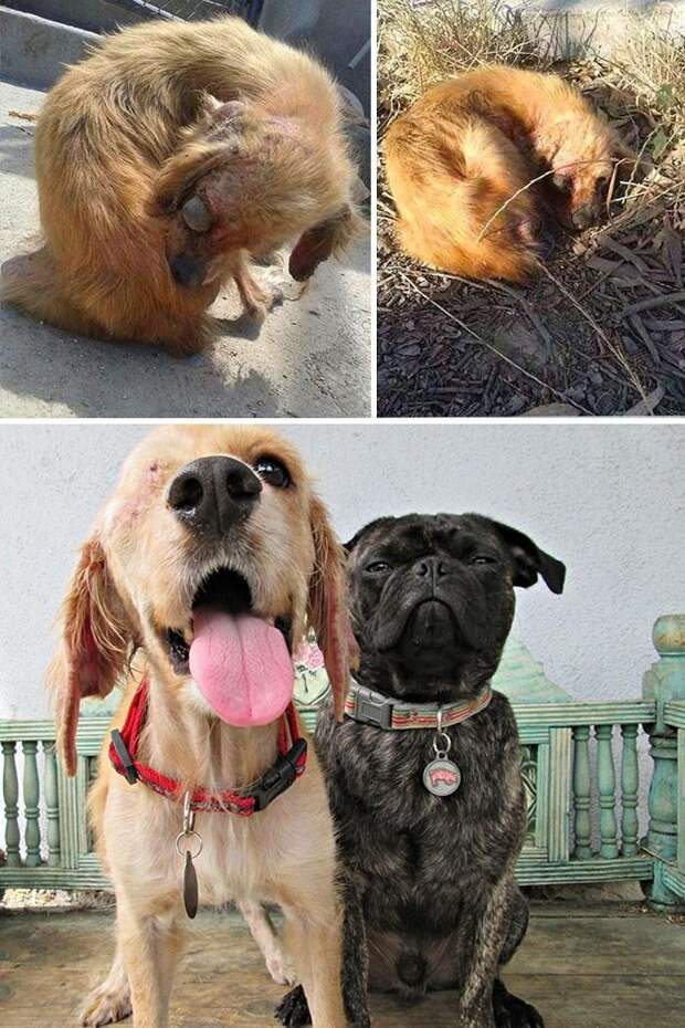 Истории спасения собак, находящихся на грани смерти