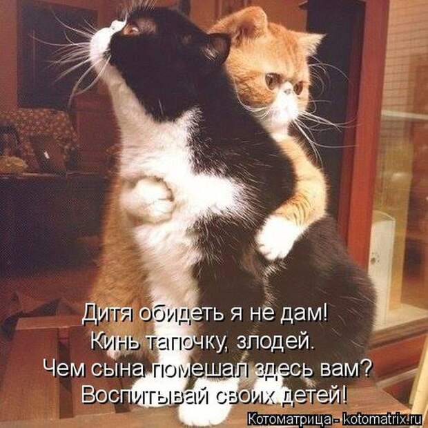 Лучшие котоматрицы недели (50 фото)