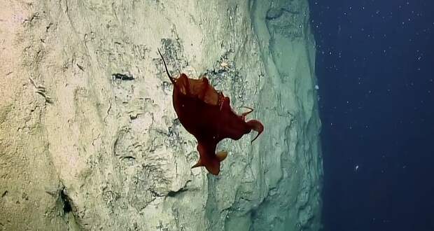 Необычного глубоководного осьминога сняли на видео