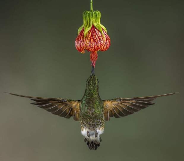 Лучшие фотографии природы National Geographic 2017 Лучшие фотографии природы National Geographic 2017
