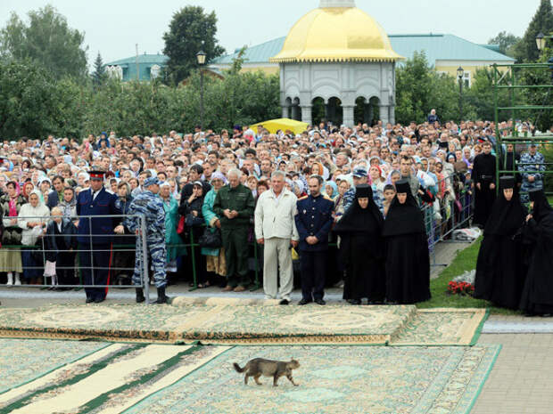 Котики - настоящие мастера фотобомбинга