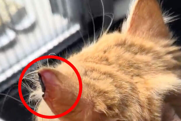 Mothership: грумер из Сингапура случайно отрезал коту часть уха, когда стриг его
