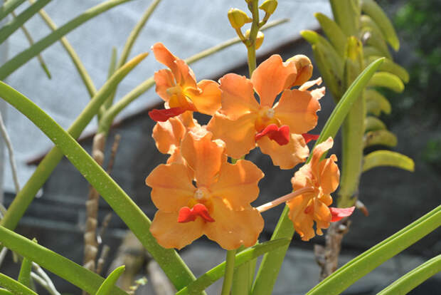 Картинки по запросу Доминиканская республика орхидеи